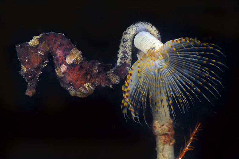 Hippocampus hippocampus  (Linnaeus, 1758)
